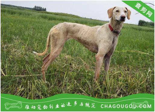 狗的发情多久配种