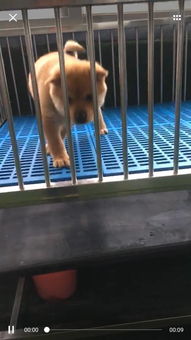 狗狗纯种鉴定在哪里