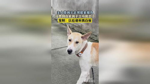如何整治邻居家狗叫的