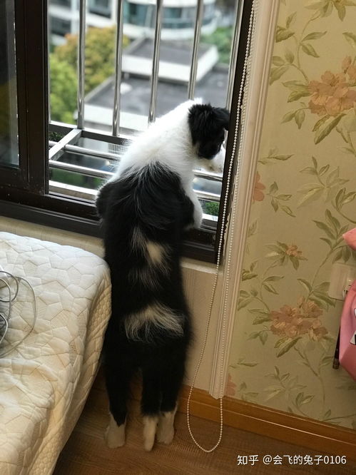 小狗到家多久能适应