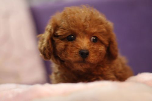 如何选贵宾幼犬