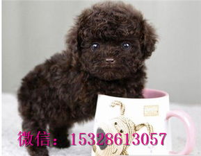 泰迪犬有哪些种