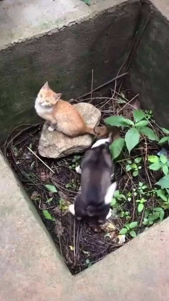 如何教狗狗跳高
