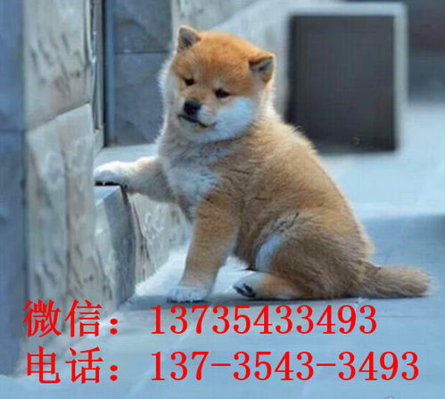 长春哪里买狗好