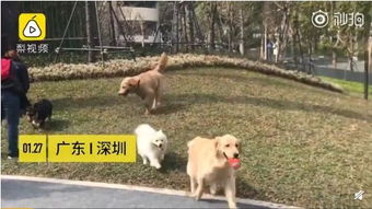 深圳哪里可以带狗狗玩