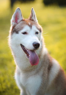 哈士奇多久才是成犬