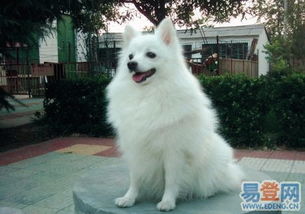 银狐犬犬寿命多久