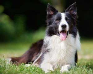 边境牧羊犬战斗力怎么样