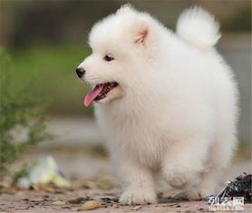 萨摩耶犬幼多久吃奶