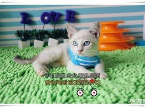 天津哪里买宠物猫
