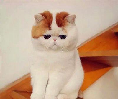 如何正确喂养加菲猫