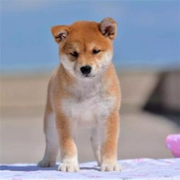 南通柴犬哪里有的卖