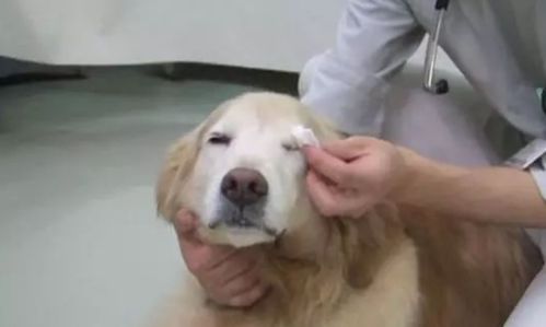 狗狗退烧药有哪些