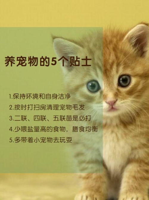 养猫多久体外驱虫