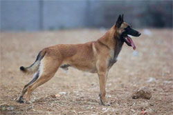 如何训导马犬
