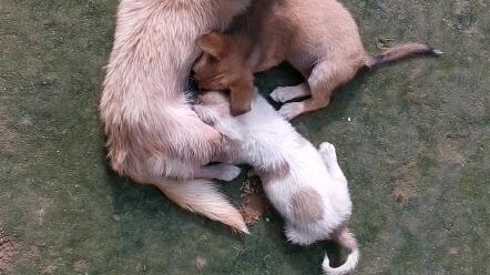 小狗生出来多久吃奶