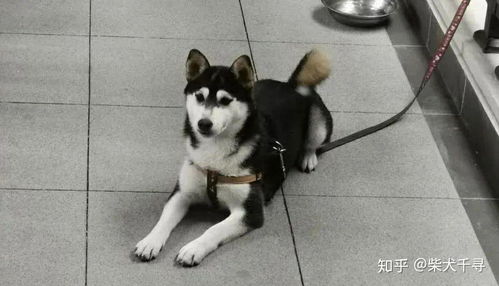 柴犬哈士奇哪个贵