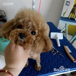 如何帮贵宾狗洗澡