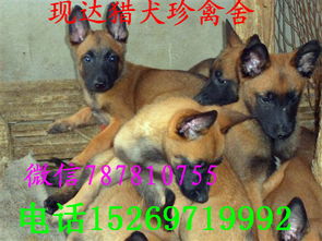 想买马犬哪里有卖