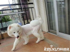 如何用电推给狗狗剃毛
