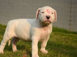如何挑选杜高犬