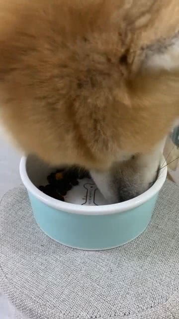 狗狗多久后可以吃干粮