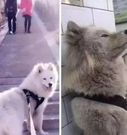 如何给萨摩耶幼犬洗澡