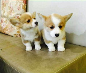 杭州哪里买柯基犬