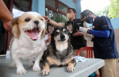 宠物多久接种狂犬疫苗