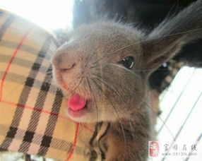 松鼠和龙猫哪个聪明