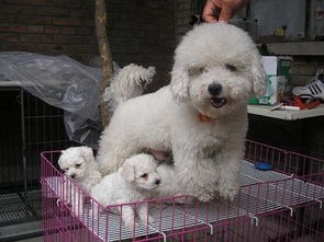 如何让比熊犬亲近主人