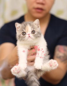 到哪里去买加菲猫