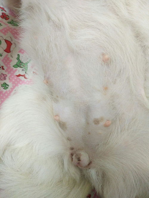 小狗怀孕多久肚子变大