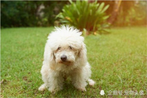 如何得知狗狗生病