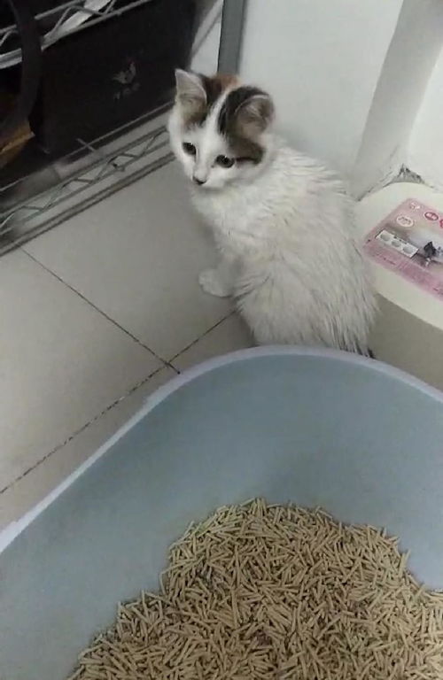小猫肠胃炎禁食多久