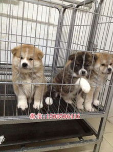 北京哪里可以买到秋田犬
