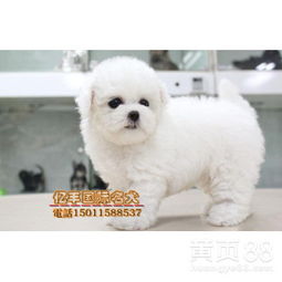 北京哪里可以买比熊犬