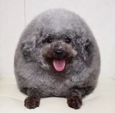 贵宾犬的造型有哪些
