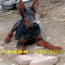 昆马杂交犬智商怎么样