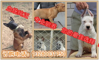 养德牧和马犬哪个赚钱