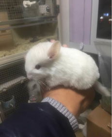 龙猫金粉和银斑哪个贵