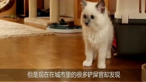 猫的记性如何