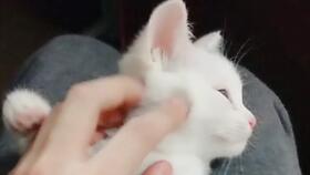 新猫到家多久能洗澡
