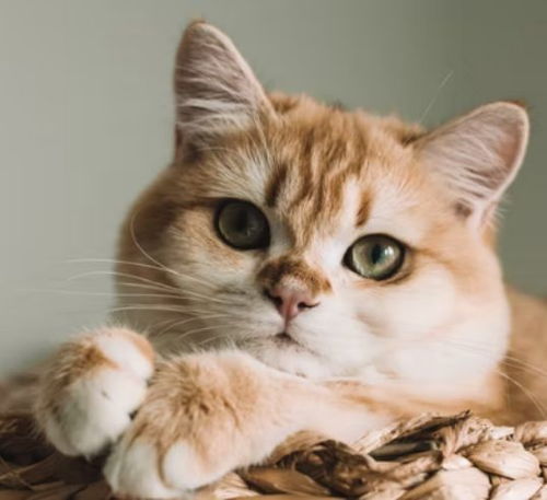 孕猫食物有哪些