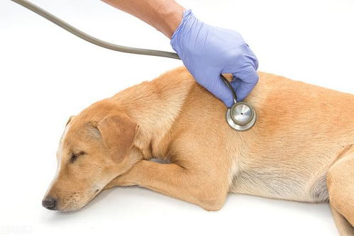 狗狗心脏病什么症状有哪些