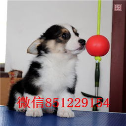 南通哪里可以买狗