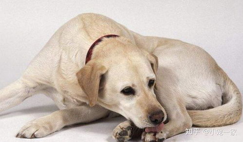 狗是如何得狂犬病的