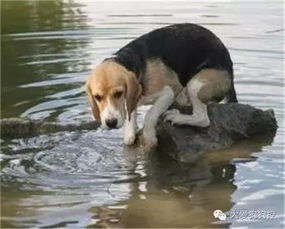 狗狗在哪里游泳