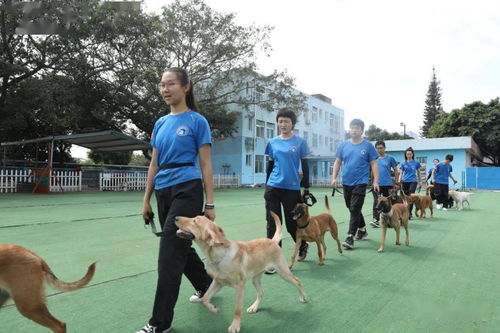 哪里有训犬学校