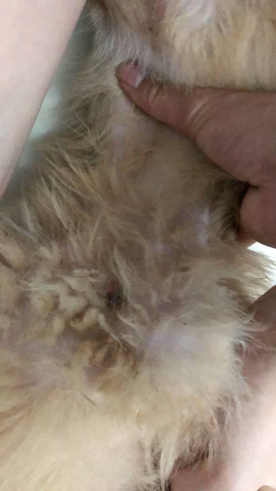 狗狗皮肤病哪些